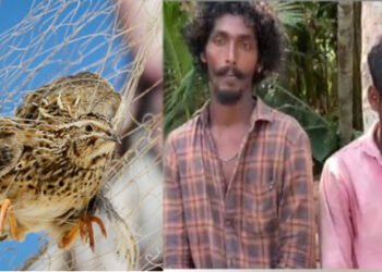 വേട്ടയാടി പിടിക്കും, കണ്ണിൽ കമ്പി കുത്തിയിറക്കി ചുട്ടെടുക്കും; ദേശാടന പക്ഷികളെ ക്രൂരമായി ചുട്ടു തിന്നുന്ന  മൂന്ന് പേർ പിടിയിൽ