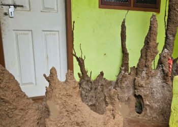 വീട്ടിനുള്ളില്‍ ചിതൽപ്പുറ്റ്, ദൈവിക സാന്നിധ്യമെന്ന് നാട്ടുകാർ; വഴിയാധാരമായി അമ്മയും മകളും