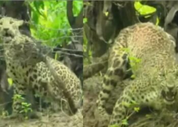 പാലക്കാട് കമ്പി വേലിയിൽ കുടുങ്ങിയ പുലി ചത്തു; മയക്കുവെടിവെച്ച് പിടികൂടിയിരുന്നു 