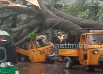 തൃശ്ശൂർ ന​ഗരത്തിൽ വൻമരം കടപുഴകി വീണു; ഓട്ടോറിക്ഷകൾ തകർന്നു